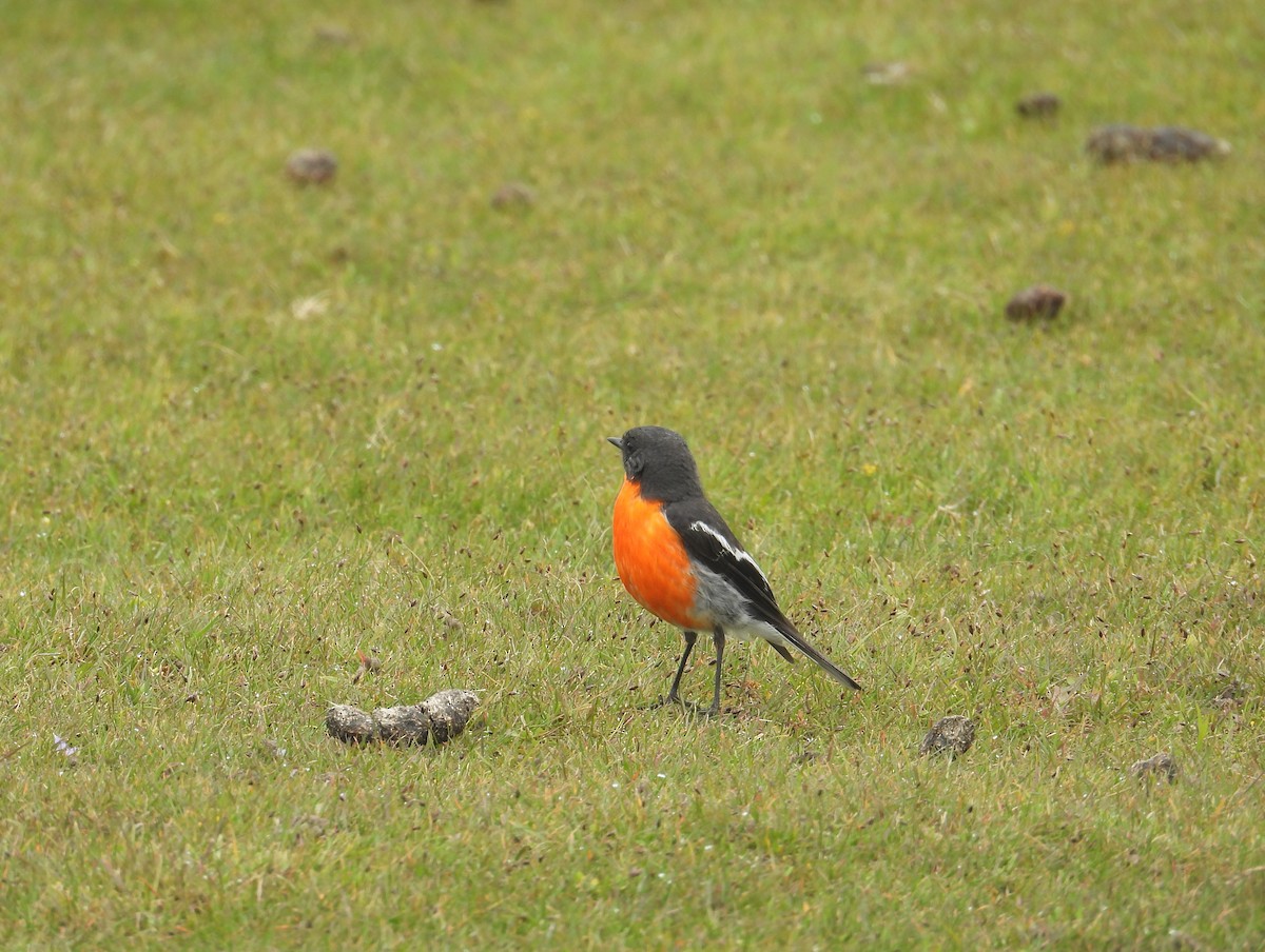 lejsčík ohnivý - ML645826733