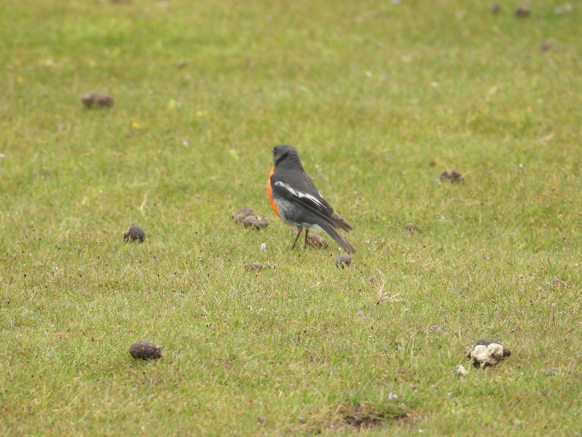 lejsčík ohnivý - ML645826735