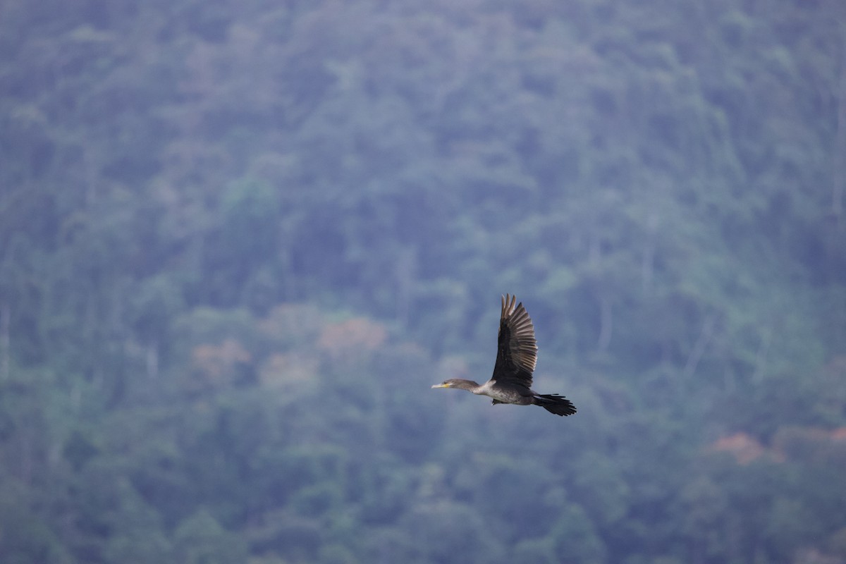 Neotropic Cormorant - ML645826750