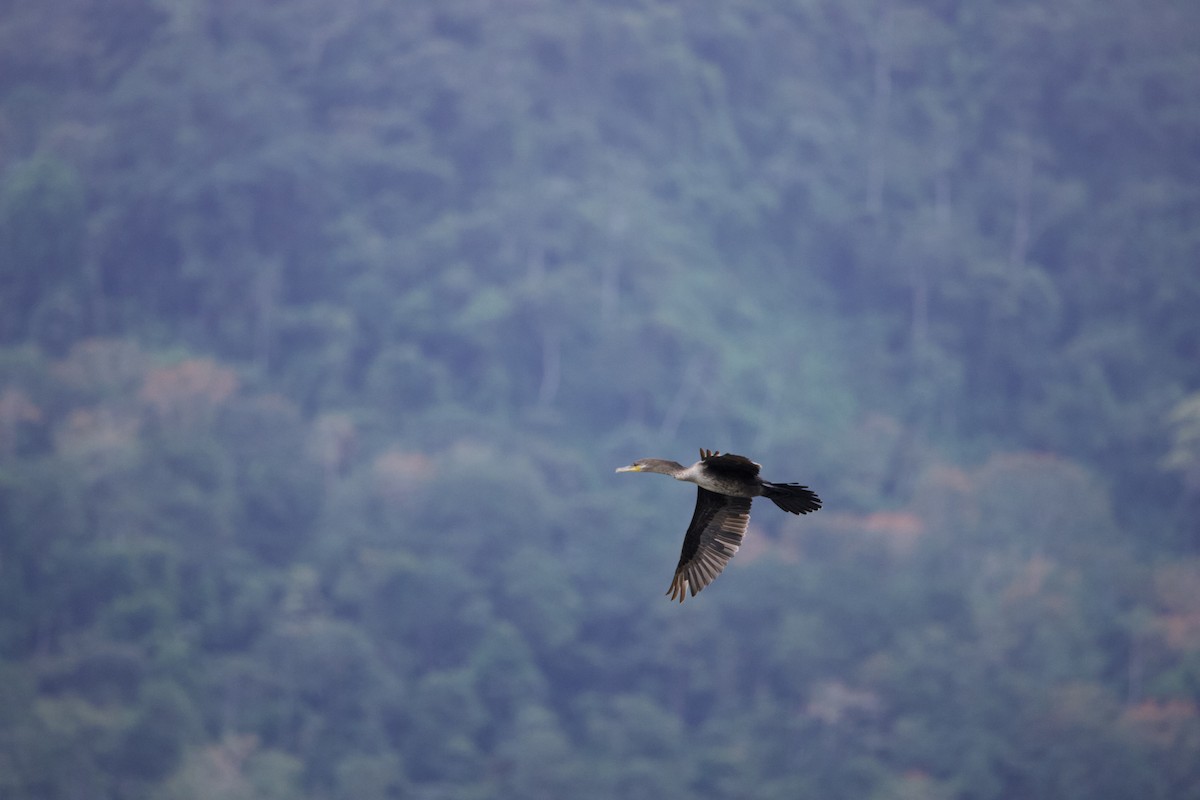 Neotropic Cormorant - ML645826751