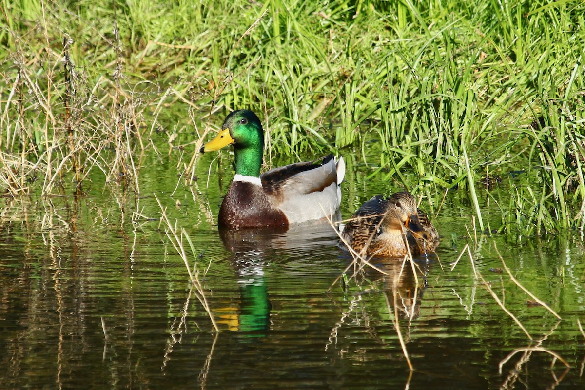 Mallard - ML645826754