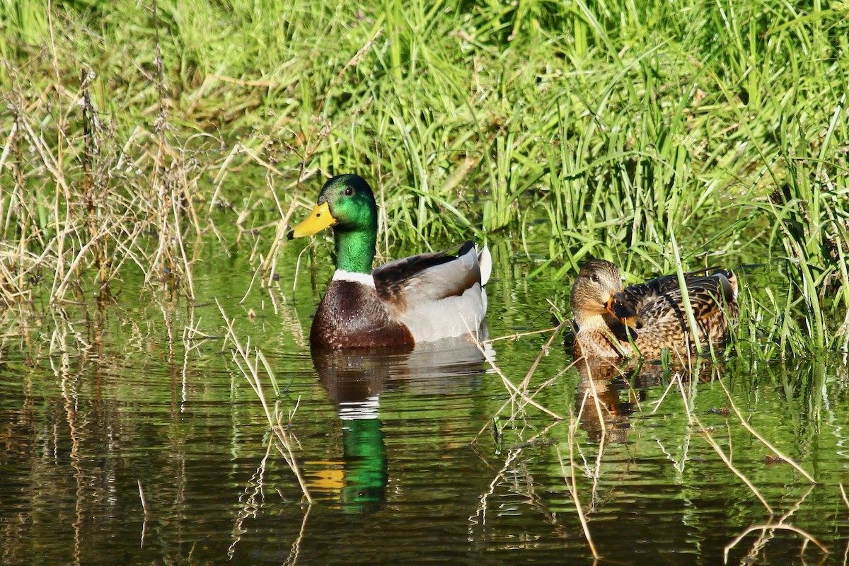 Mallard - ML645826760