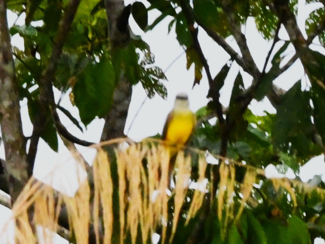 Tropical Kingbird - ML645826761