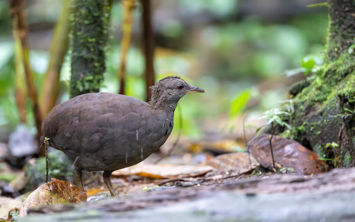 Karaca Tinamu - ML645826770