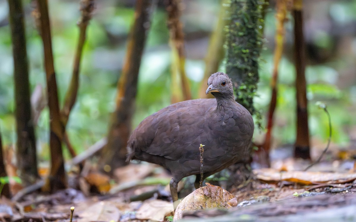 Karaca Tinamu - ML645826771