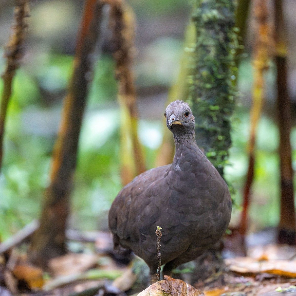 Karaca Tinamu - ML645826772