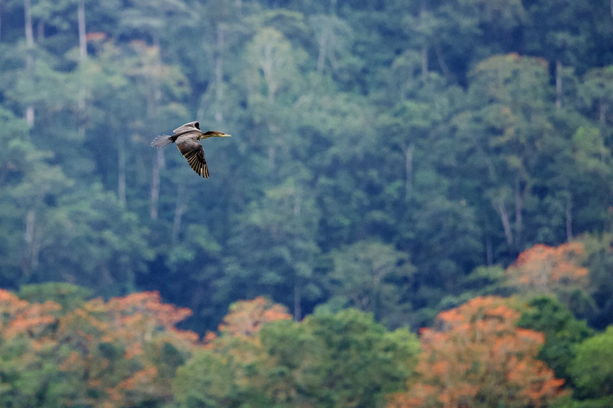 Neotropic Cormorant - ML645826774