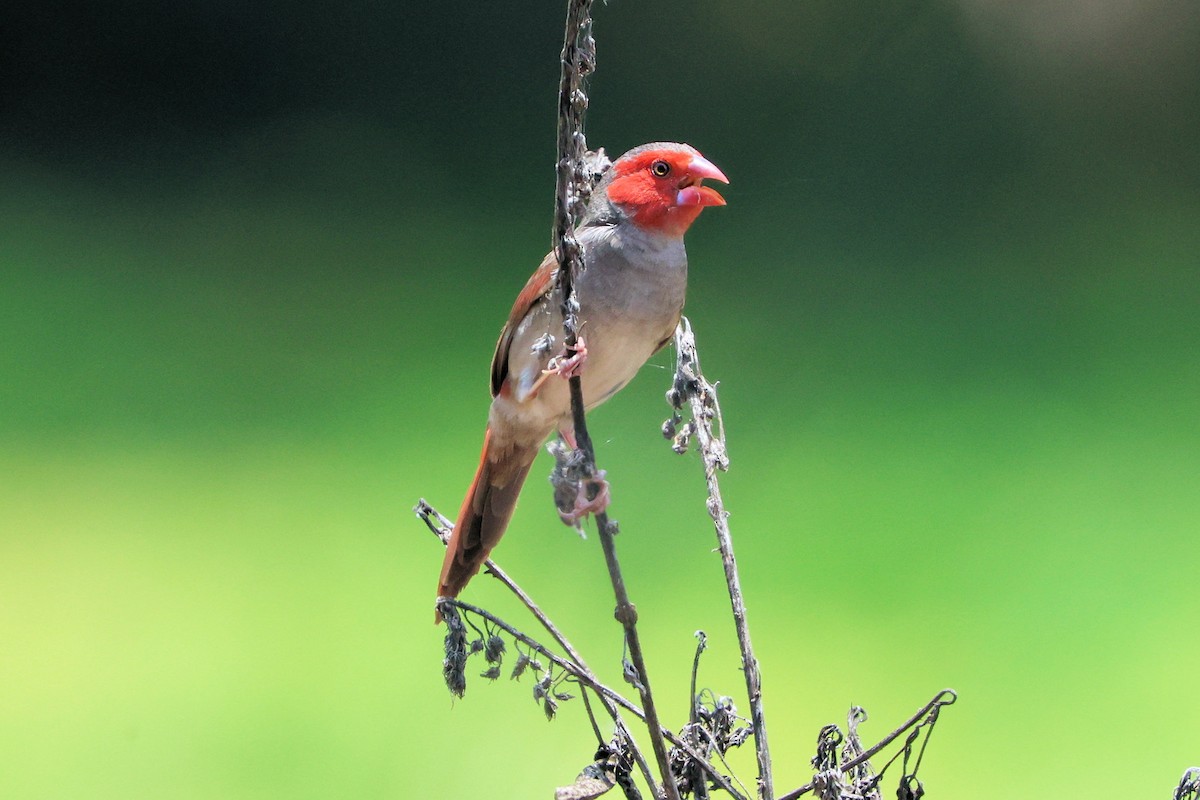 Crimson Finch - ML645826791