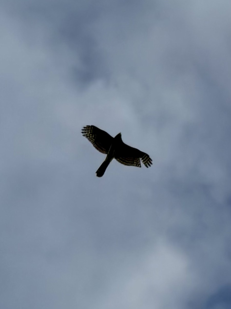 Куперов ястреб - ML645826792