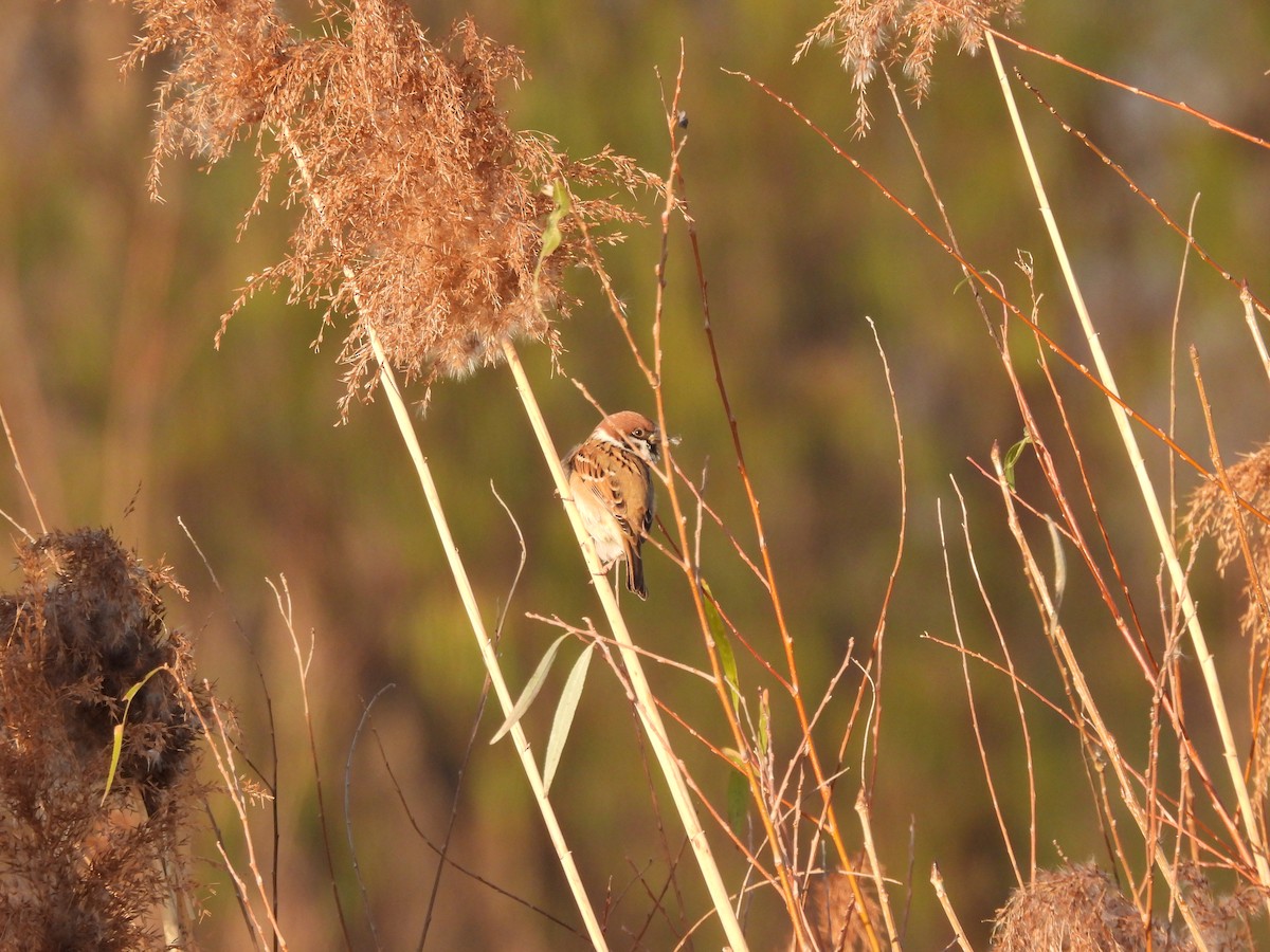 Ağaç Serçesi - ML645826795