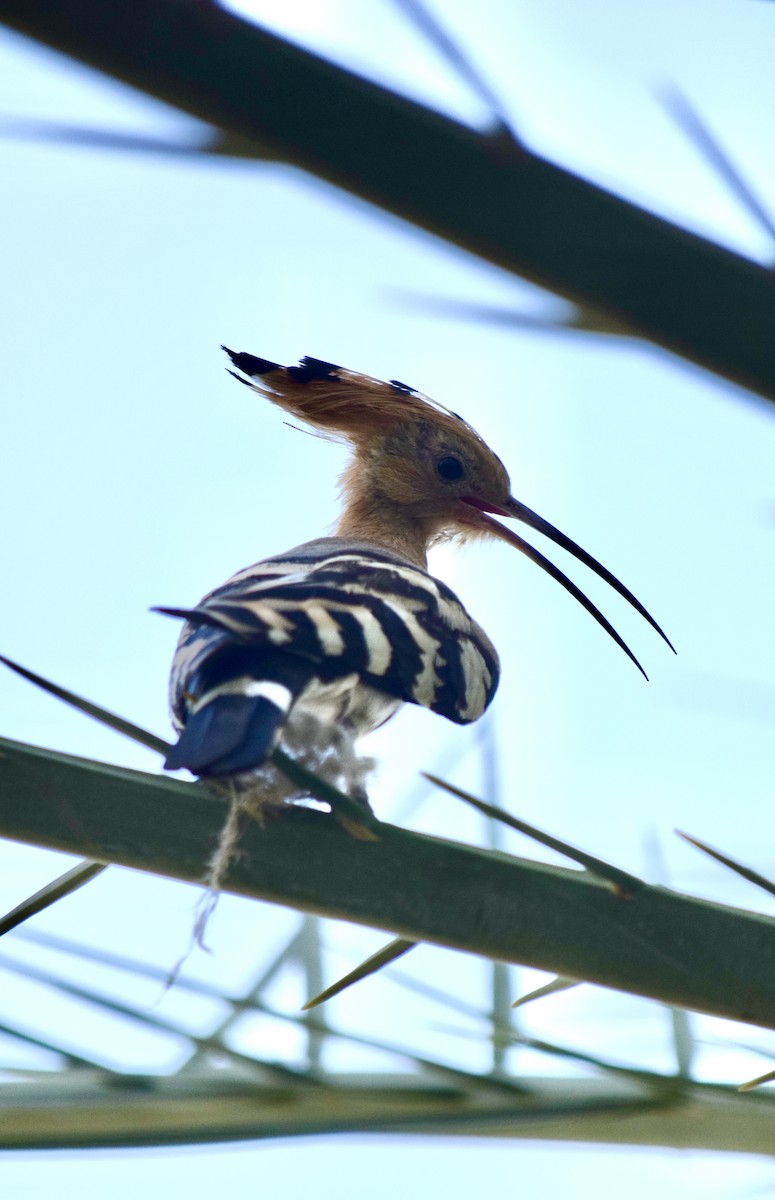 Common Hoopoe (Eurasian) - ML645826796