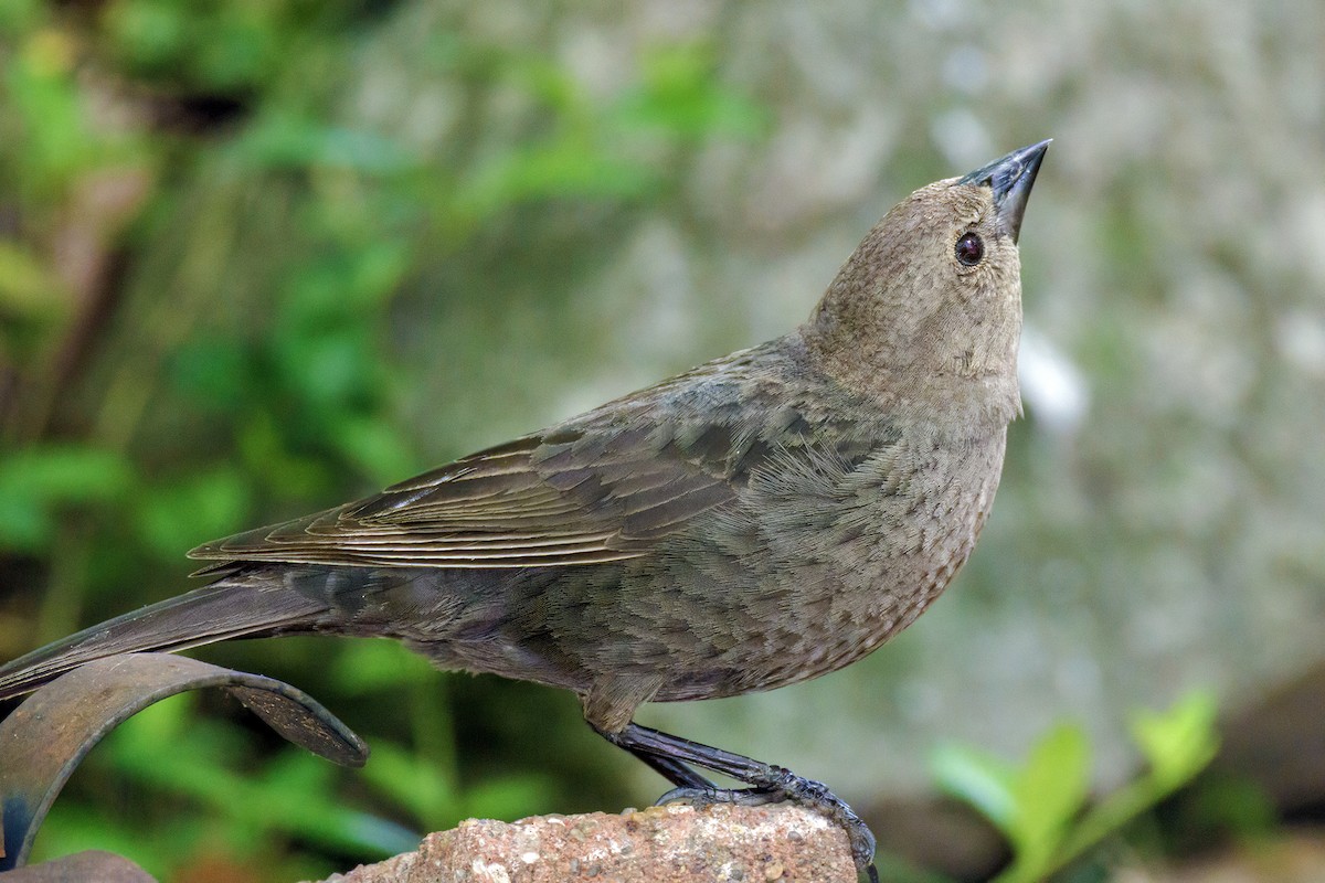 Braunkopf-Kuhstärling - ML645826800