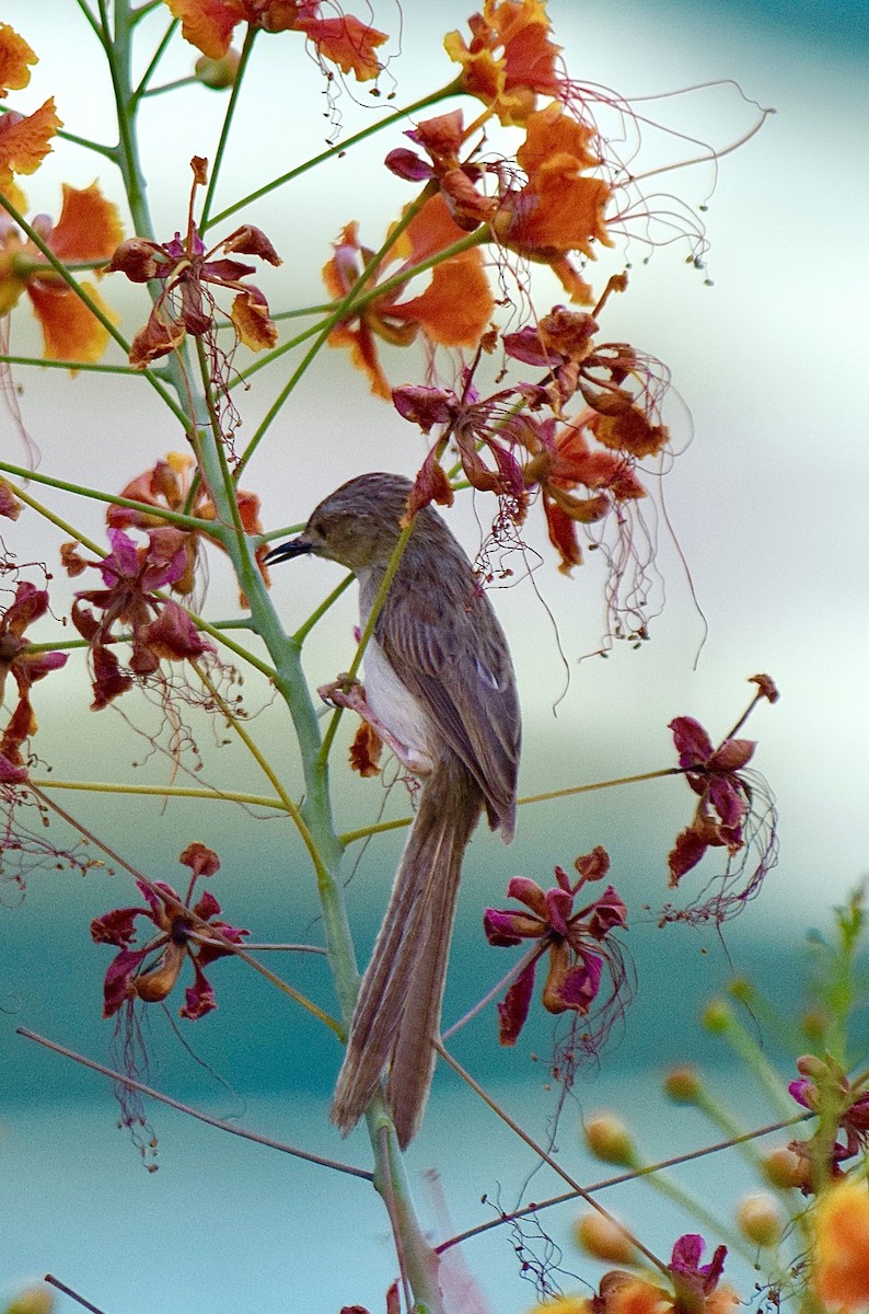 Delicate Prinia - ML645826801