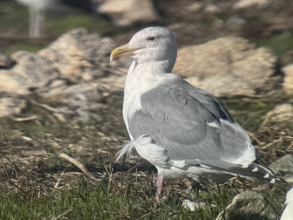 West- x Beringmöwe (Hybrid) - ML645826803