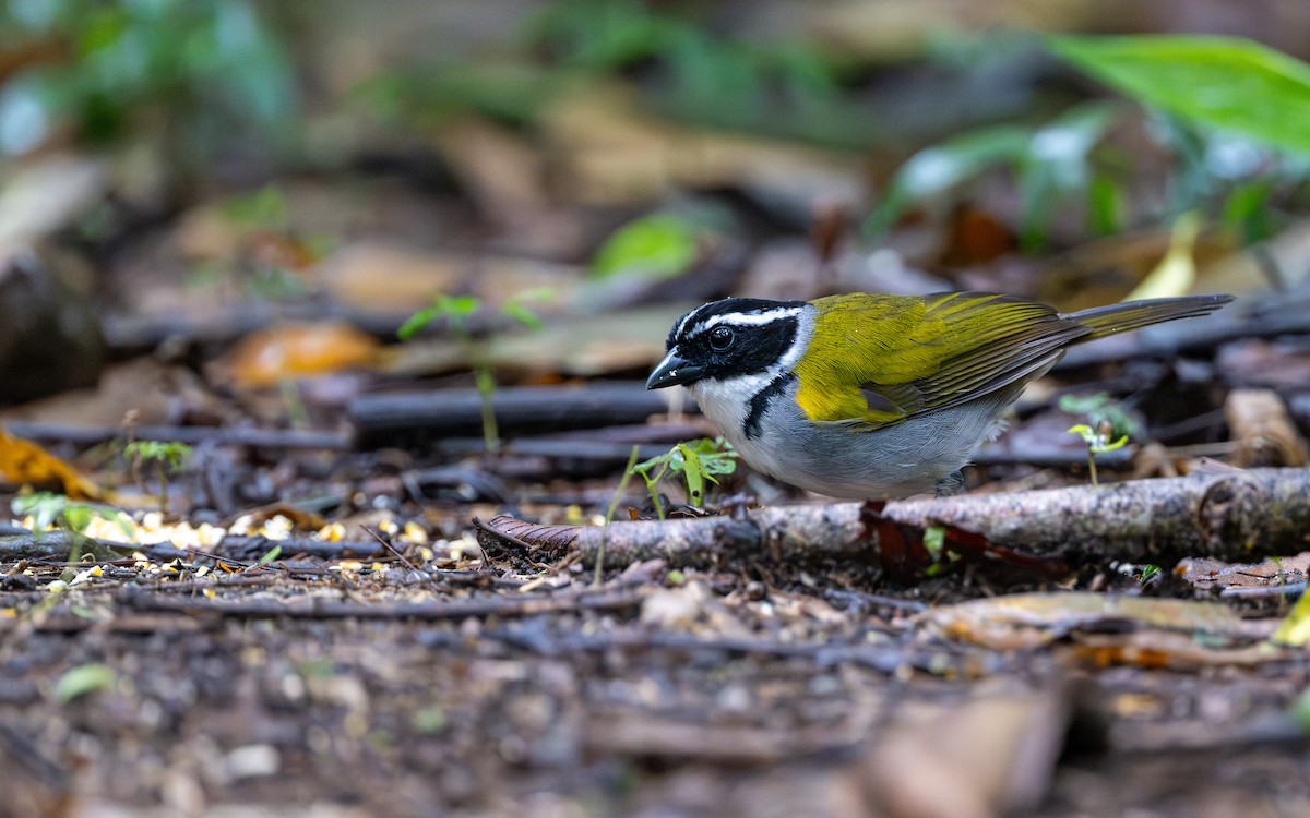 Pectoral Sparrow - ML645826805