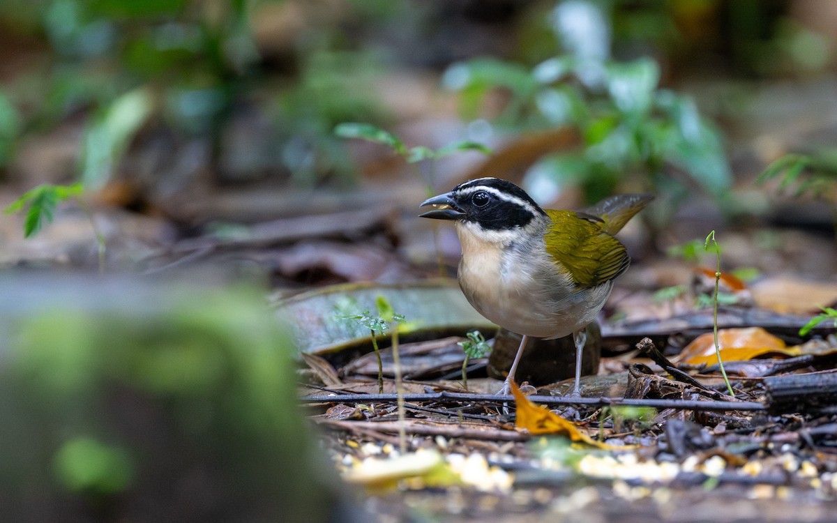 Pectoral Sparrow - ML645826806