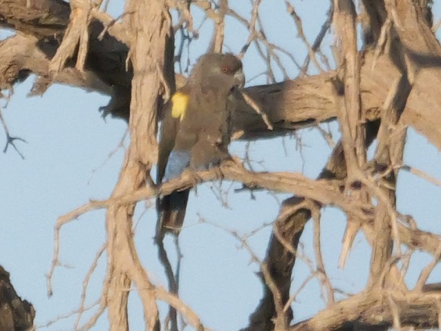 Perroquet de Rüppell - ML645826807