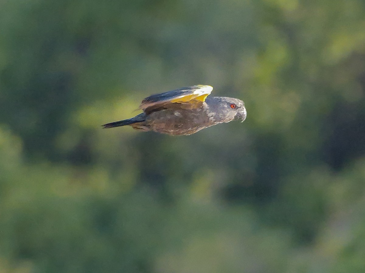 Perroquet de Rüppell - ML645826808