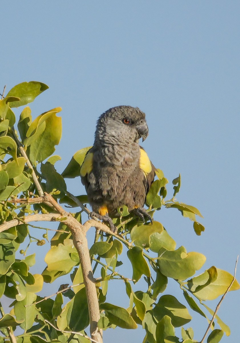 Perroquet de Rüppell - ML645826809