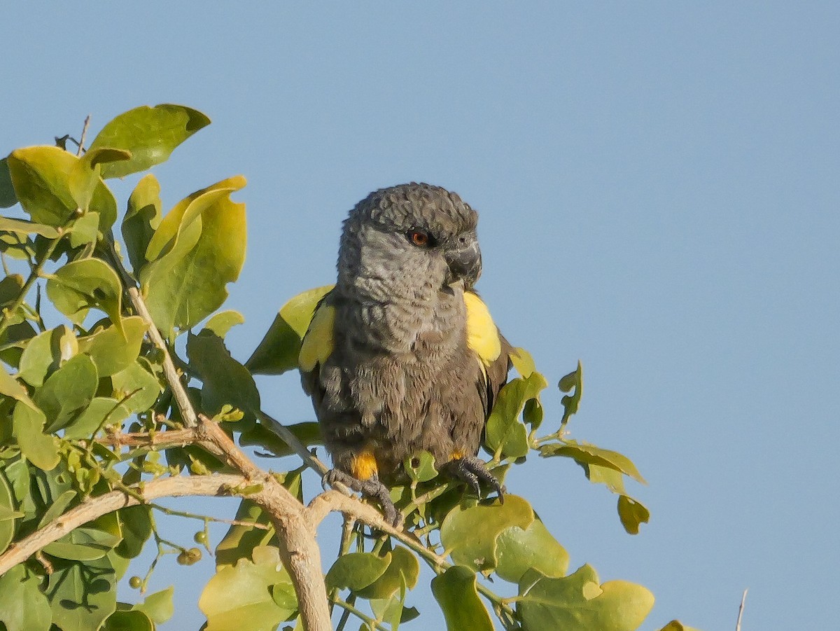 Perroquet de Rüppell - ML645826810