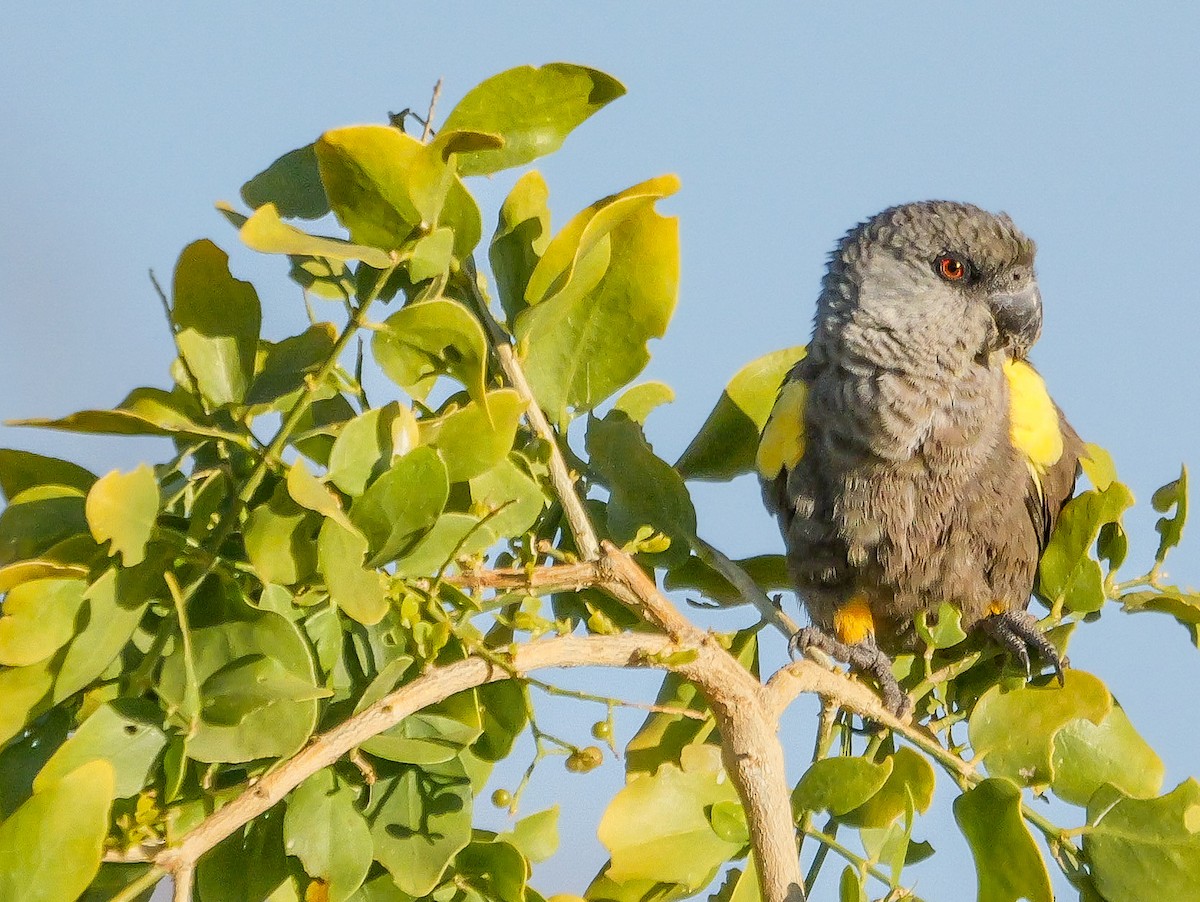 Perroquet de Rüppell - ML645826811