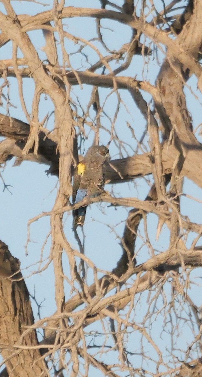 Perroquet de Rüppell - ML645826812