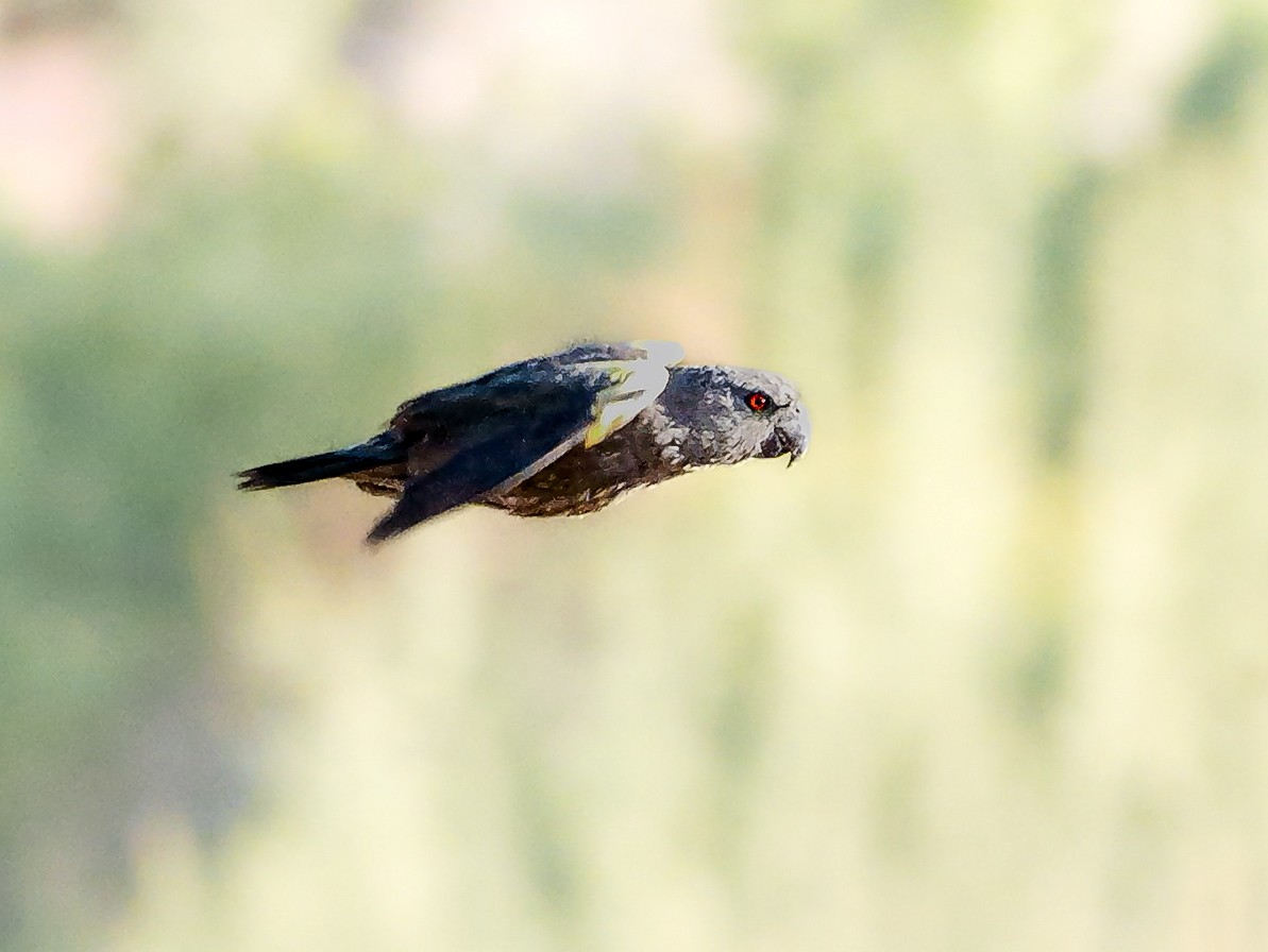 Perroquet de Rüppell - ML645826813