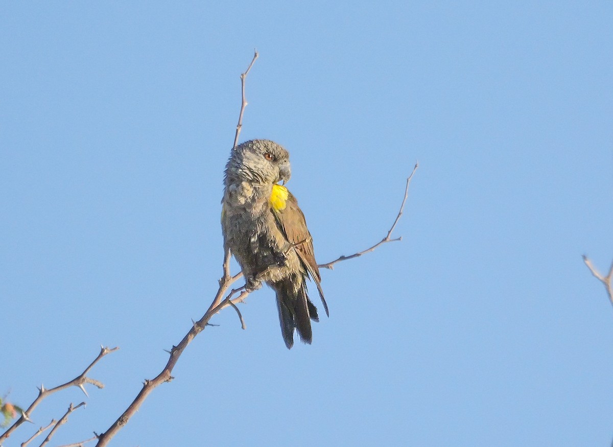 Perroquet de Rüppell - ML645826814