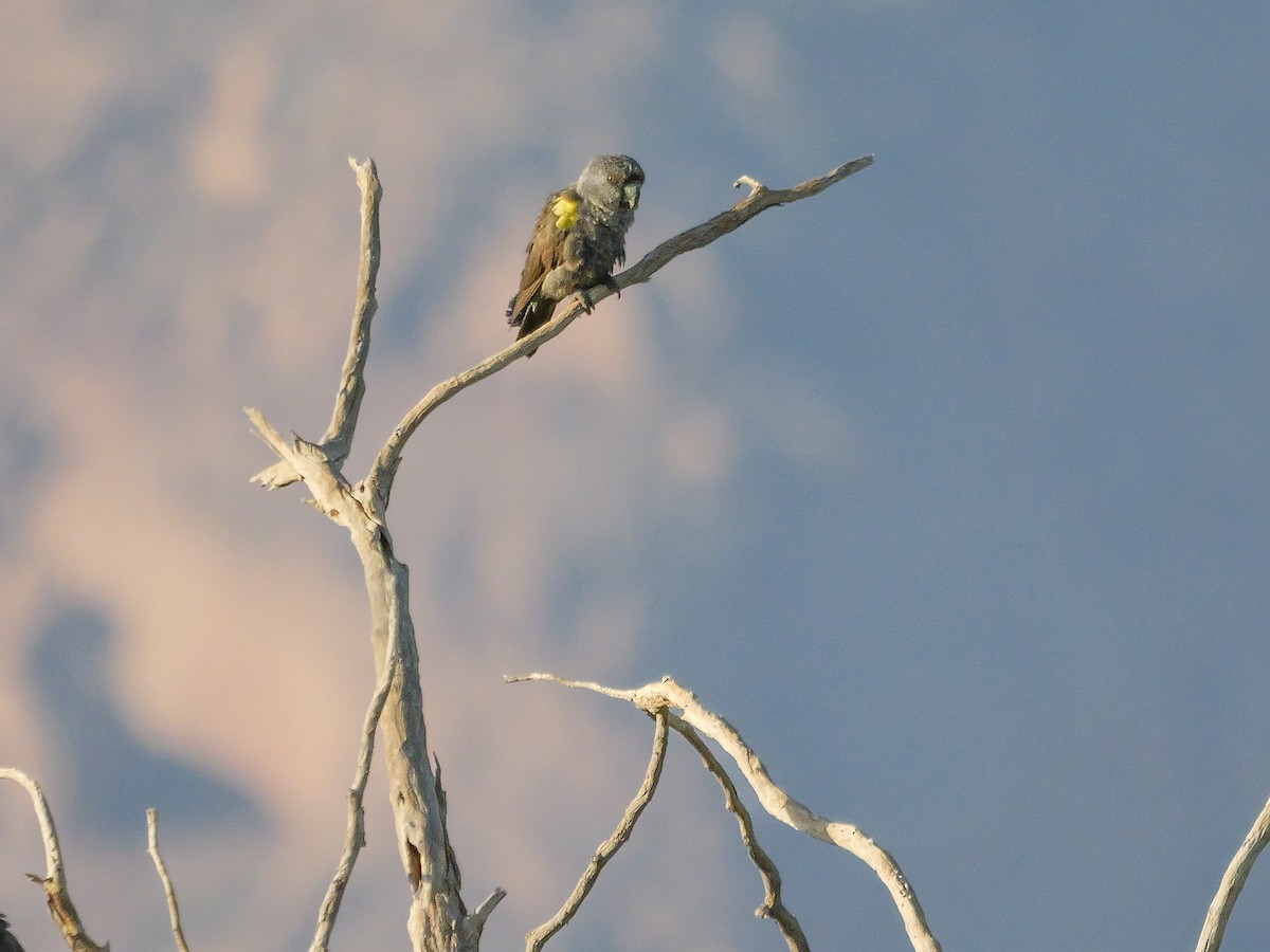 Perroquet de Rüppell - ML645826815