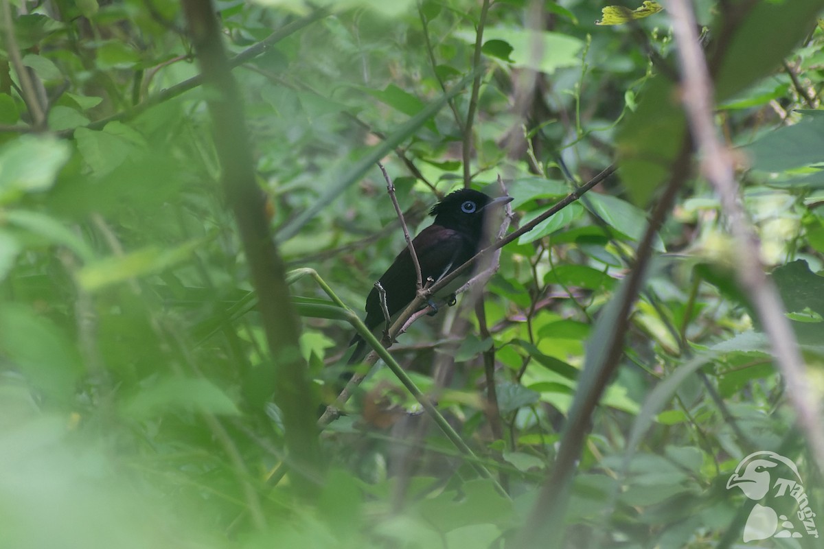 紫綬帶 - ML645826817