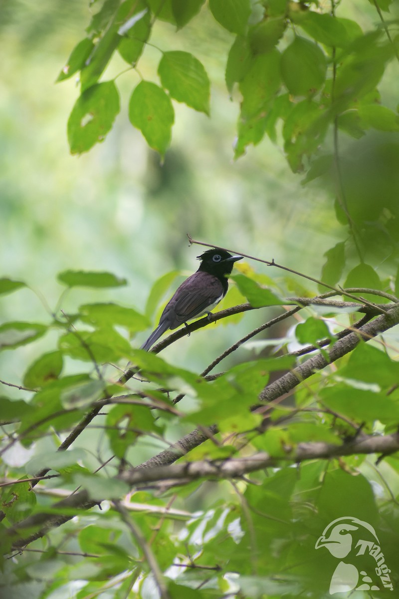 紫綬帶 - ML645826818