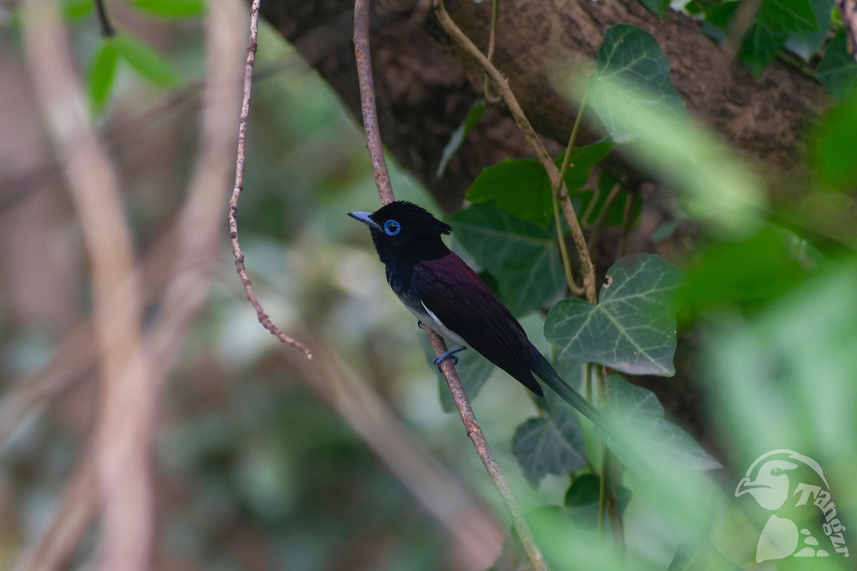 紫綬帶 - ML645826819