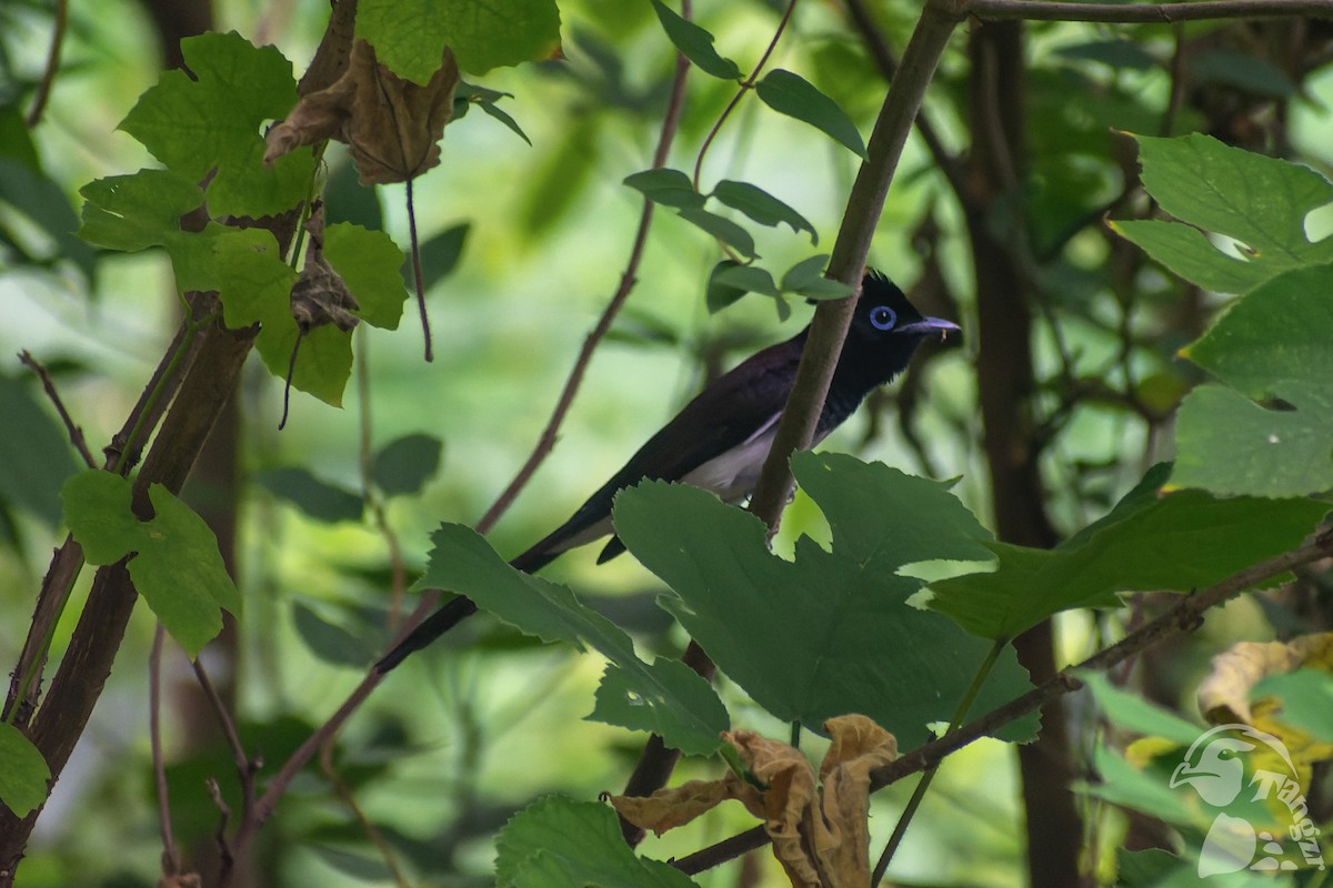 紫綬帶 - ML645826820