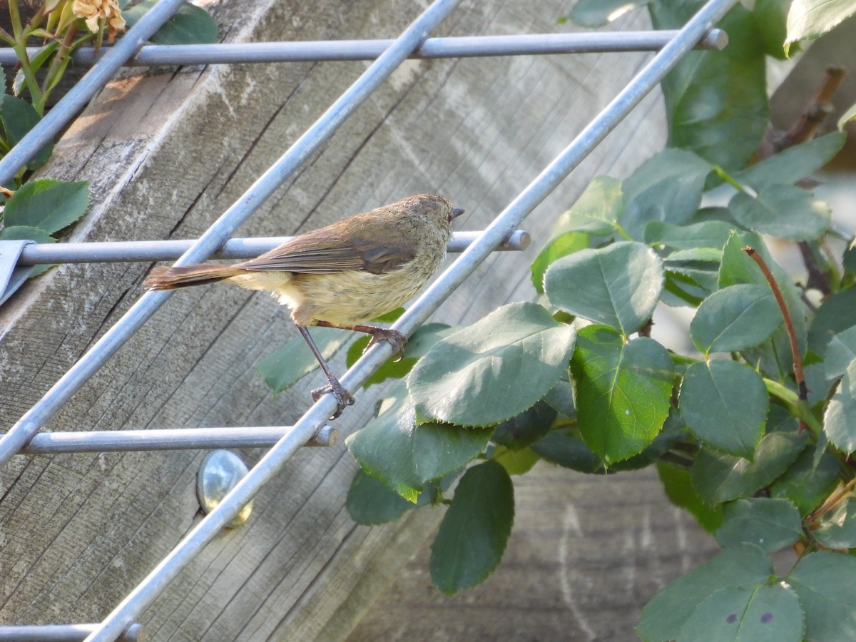 Brown Thornbill - ML645826822