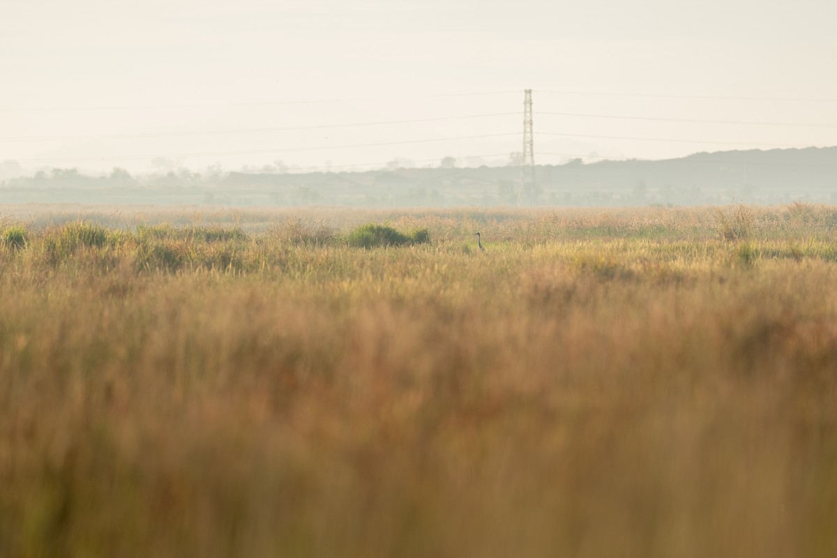 Sarus Crane - ML645826823