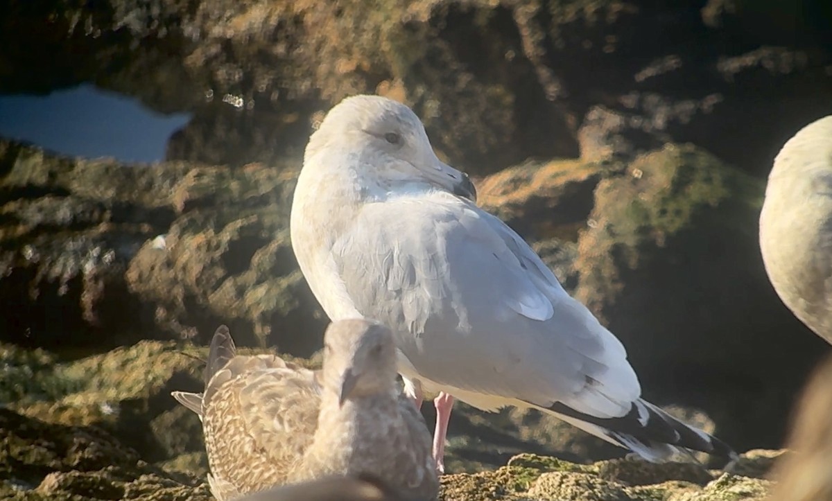 Polarmöwe (Thayermöwe) - ML645826830