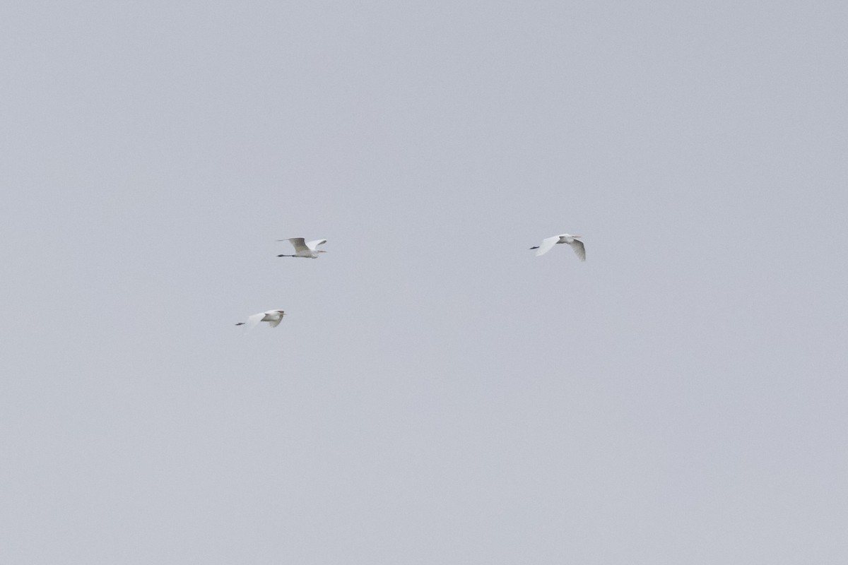 大白鷺 - ML645826833