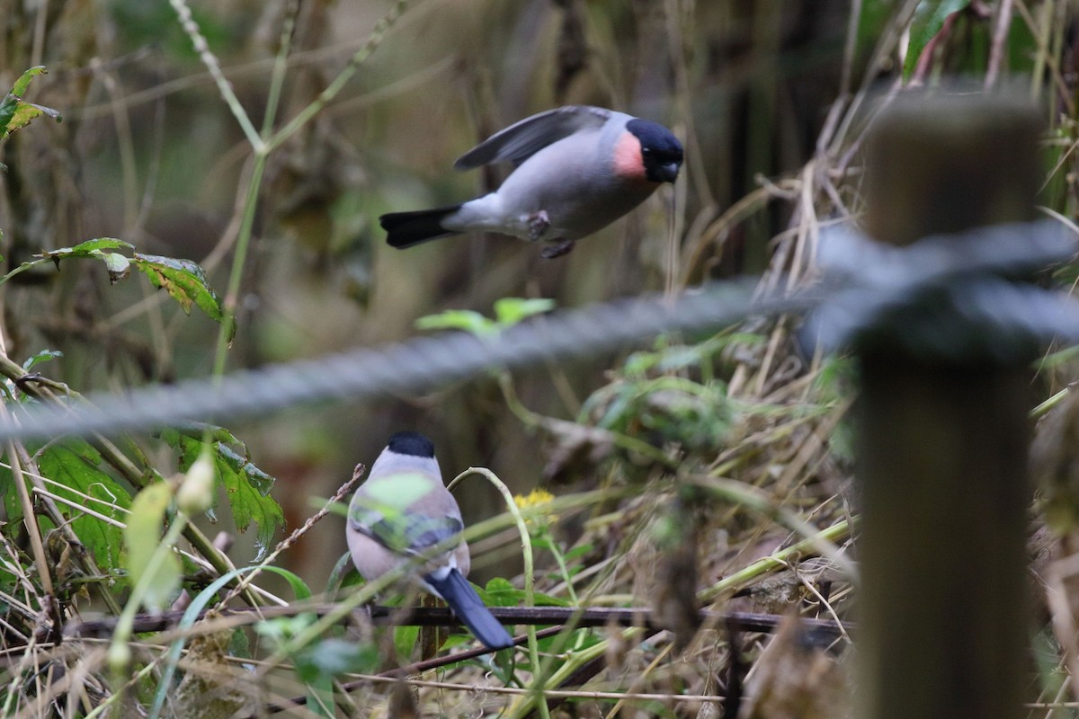 dompap - ML645826834