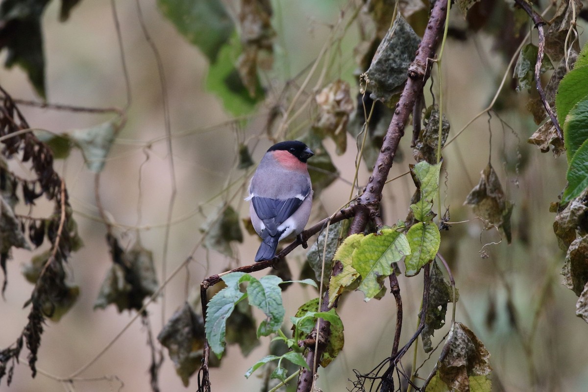 dompap - ML645826835