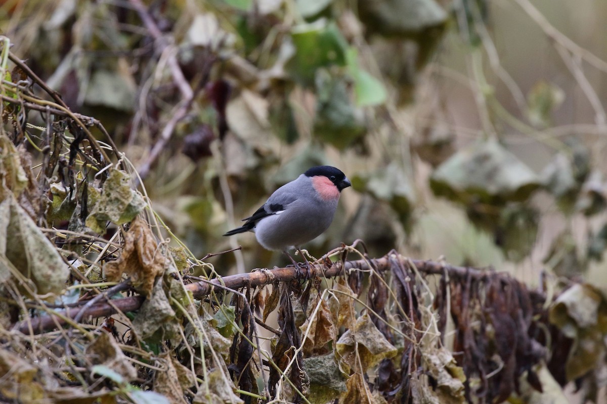 dompap - ML645826836