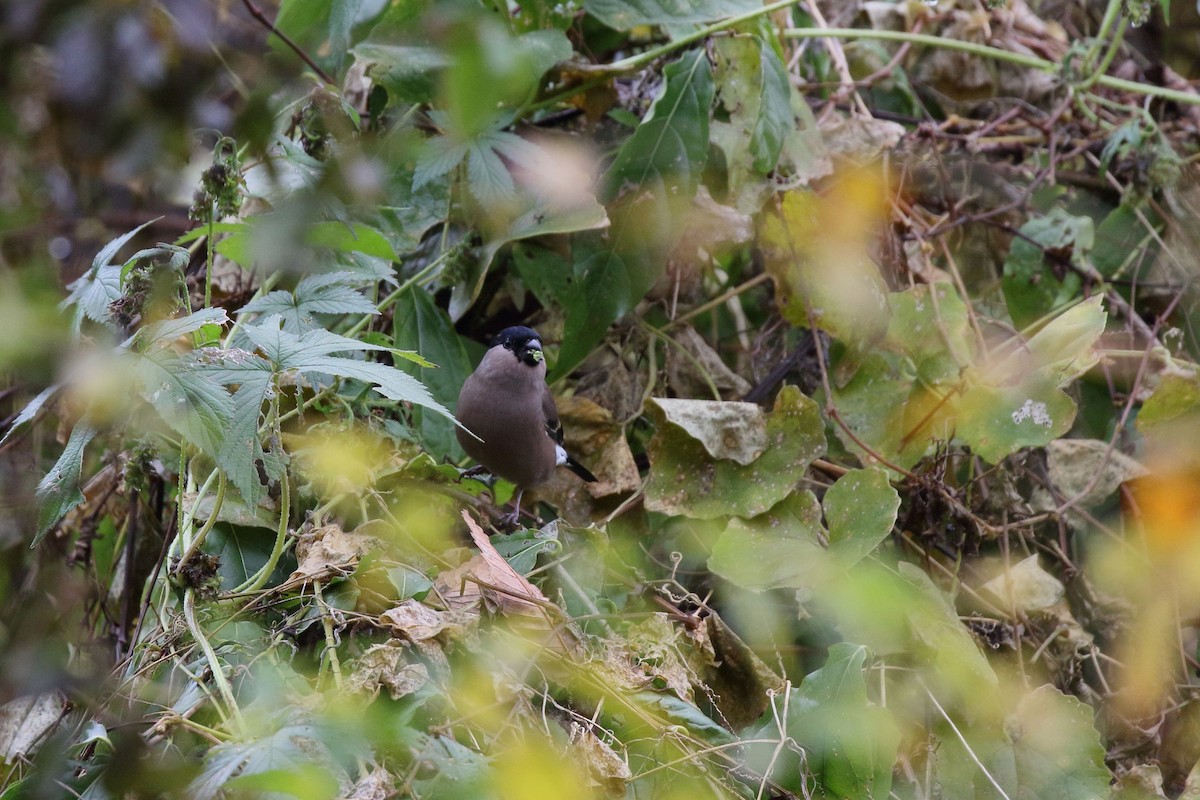 dompap - ML645826837