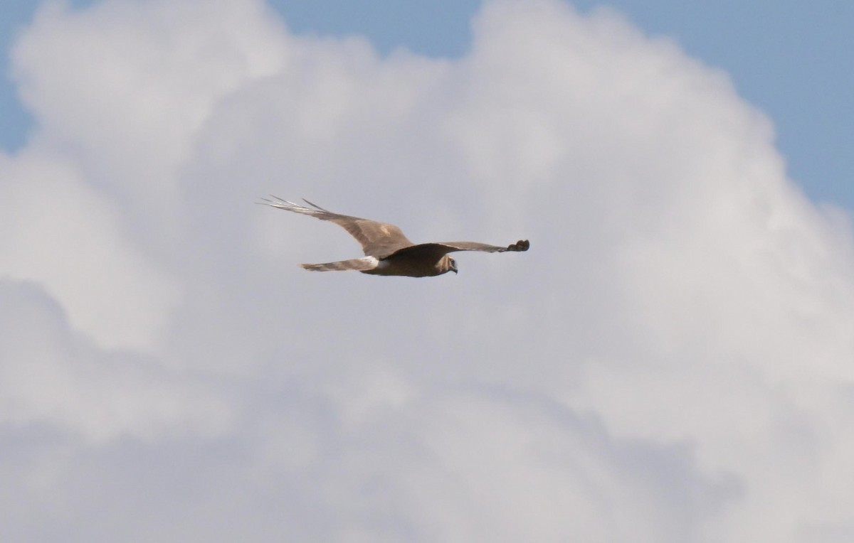 Aguilucho Papialbo - ML645826839