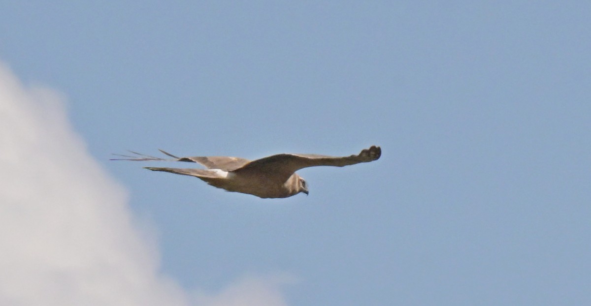 Aguilucho Papialbo - ML645826841