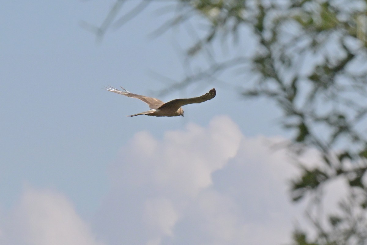 Aguilucho Papialbo - ML645826843