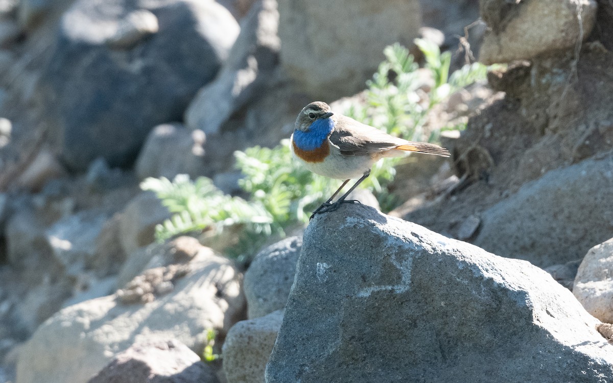 Bluethroat (Caucasian) - ML645826846