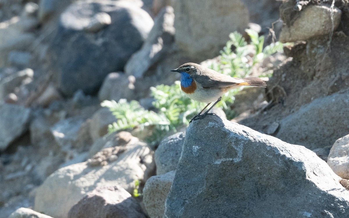 Bluethroat (Caucasian) - ML645826847