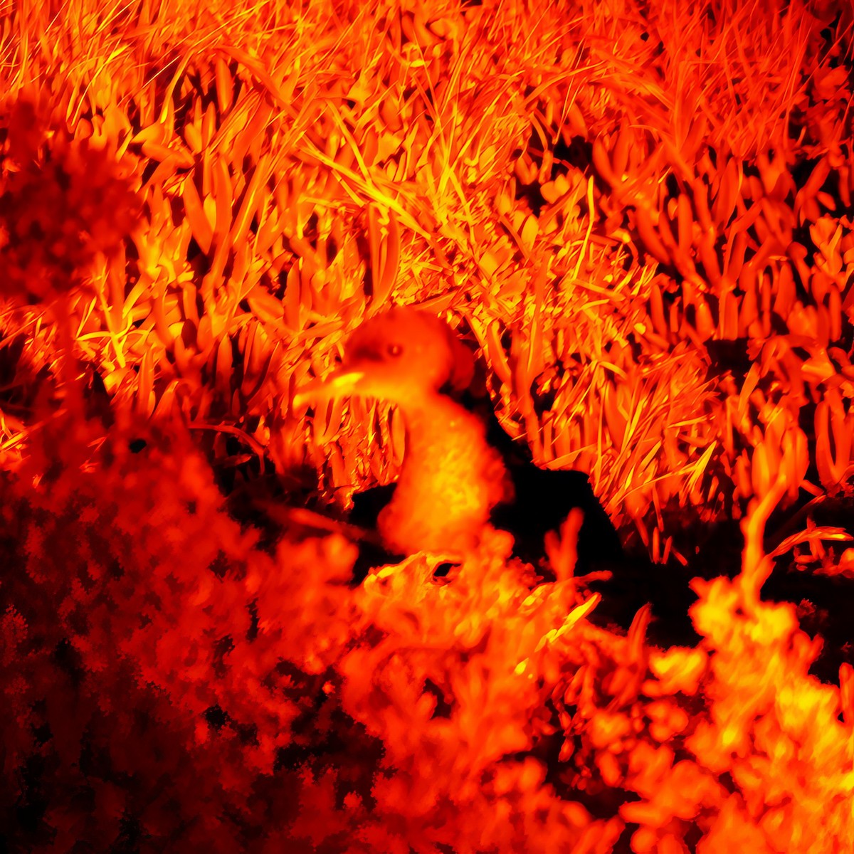 Short-tailed Shearwater - ML645826848