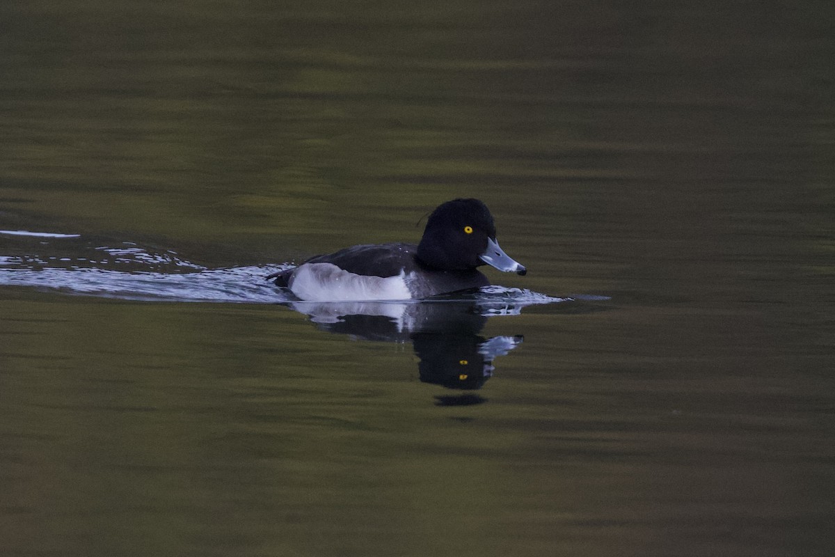 鳳頭潛鴨 - ML645826853