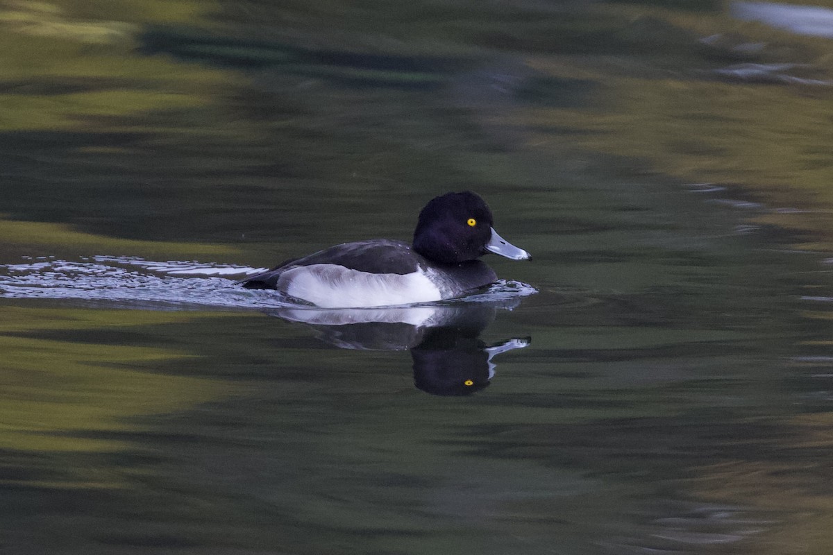 鳳頭潛鴨 - ML645826854