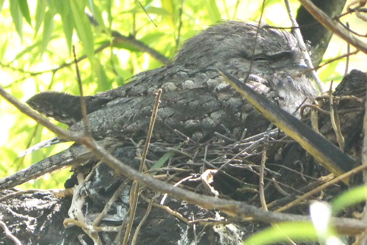 Avustralya Kocaağzı - ML645826855